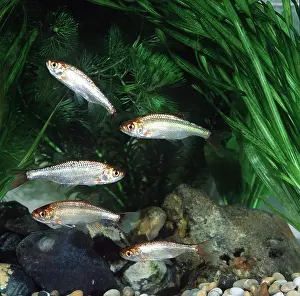 Aquariums: GOLDEN RUDD - Shoal