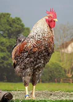 Cockerel: Golden Salmon Chicken Cockerel