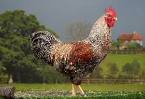Cockerel: Golden Salmon Chicken Cockerel