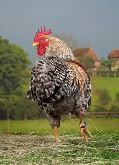 Cockerel: Golden Salmon Chicken Cockerel