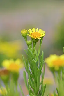 Inula: Golden Samphire