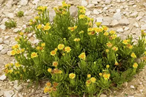 Inula: Golden-samphire on limestone