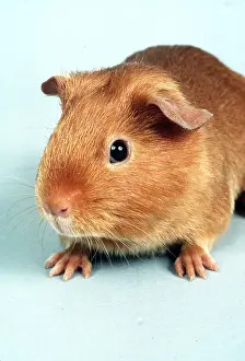 Satin: GOLDEN SATIN GUINEA PIG