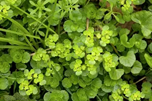 Saxifrage: Golden saxifrage
