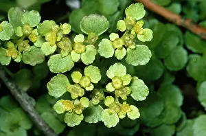Opposite: Golden Saxifrage Opposite leaved