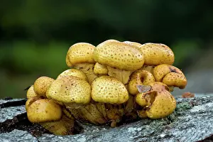 Scalycap: Golden Scalycap fungi - on fallen beech trunk