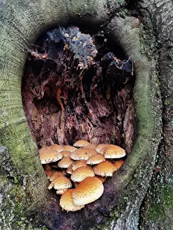 Higher: Golden scalycap (Pholiota aurivella) on a beech