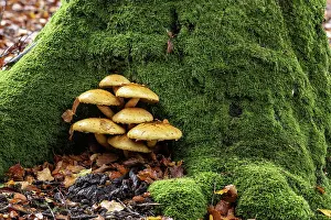 Higher: Golden scalycap (Pholiota aurivella) in the Hutewald
