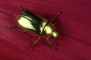Scarabeidae: Golden Scarab Beetle
