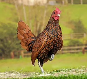 Sebright: Golden Sebright Chicken Cockerel