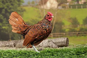 Sebright: Golden Sebright Chicken Cockerel