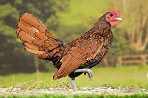 Sebright: Golden Sebright Chicken Cockerel