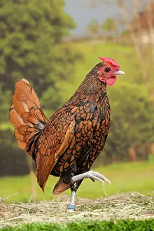 Sebright: Golden Sebright Chicken Cockerel