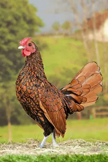 Cockerel: Golden Sebright Chicken Cockerel