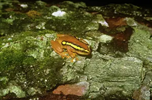 Malawi: Golden Sedge Frog