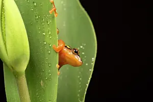 Hyperolius: Golden Sedge Frog peeking behind plant after rain