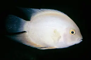 Cichlids: Golden Severum Cichlid
