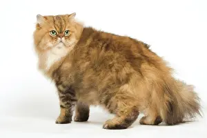 Scruffy: Golden shaded Persian Cat