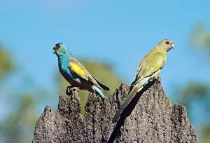 Psephotus: Golden-shouldered Parrot - male & female pair on