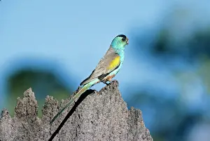 Psephotus: Golden-Shouldered Parrot - male, on termite mound