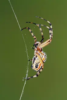 Weavers: Golden Silk Orb-weaver - on spider web