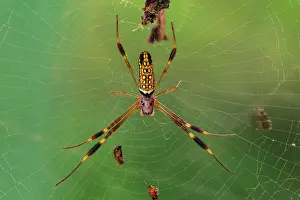 Webs: Golden Silk Orbweaver, spider, Sierra Nevada de