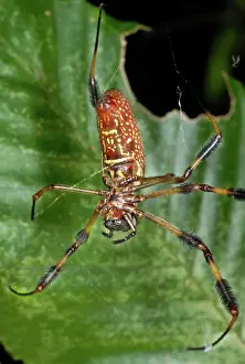 Feathery: Golden Silk Spider