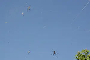 Parasitism: Golden Silk Spiders