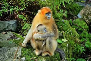 Roxellana: Golden Snub-nosed Monkey