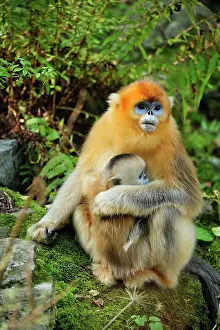 Roxellana: Golden Snub-nosed Monkey