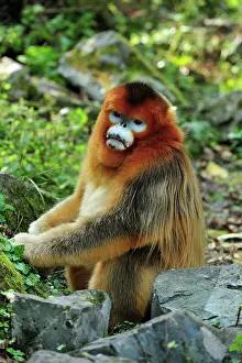 Roxellana: Golden Snub-nosed Monkey