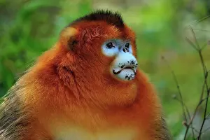 Roxellana: Golden Snub-nosed Monkey