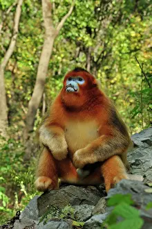 Shaanxi: Golden Snub-nosed Monkey