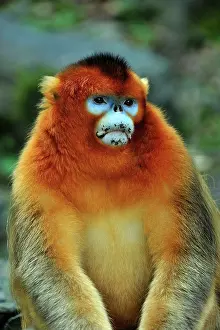 Shaanxi: Golden Snub-nosed Monkey