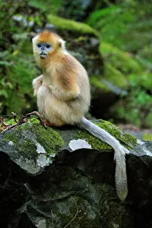 Shaanxi: Golden Snub-nosed Monkey