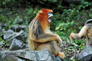 Shaanxi: Golden Snub-nosed Monkey