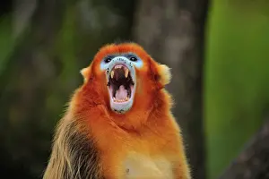 Growling: Golden Snub-nosed Monkey
