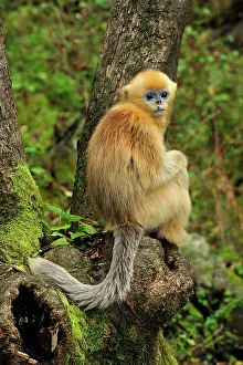 Shaanxi: Golden Snub-nosed Monkey