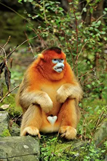 Shaanxi: Golden Snub-nosed Monkey