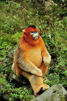 Shaanxi: Golden Snub-nosed Monkey