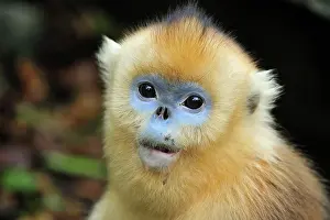 Shaanxi: Golden Snub-nosed Monkey