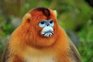 Shaanxi: Golden Snub-nosed Monkey
