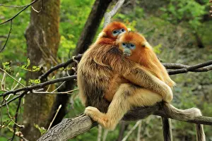 Qinling: Golden Snub-nosed Monkey