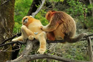Qinling: Golden Snub-nosed Monkey