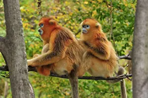 Qinling: Golden Snub-nosed Monkey