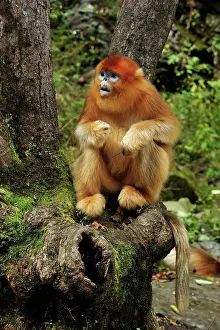 Qinling: Golden Snub-nosed Monkey
