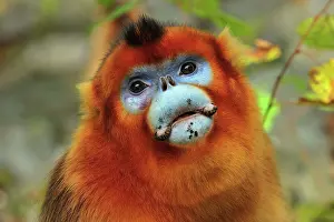 Qinling: Golden Snub-nosed Monkey