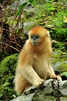 Qinling: Golden Snub-nosed Monkey