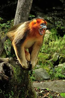 Anger: Golden Snub-nosed Monkey