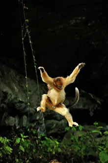 Qinling: Golden Snub-nosed Monkey